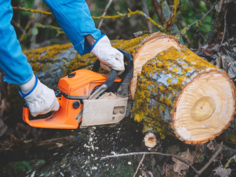 Labores forestales